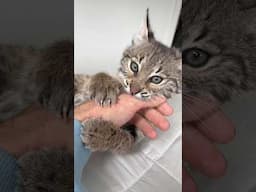 Bobcat VS Hand (surprising results!)