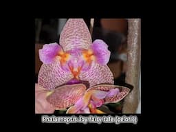 Phalaenopsis Joy 'fairy tale' (peloric) a bloom willing hybrid with long lasting fragrant blooms