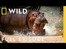 When Hippos Attack (Full Episode) | Dangerous Encounters | Nat Geo Wild