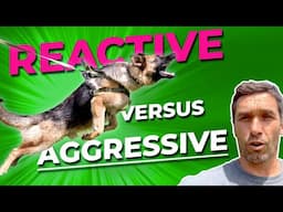 Reactive vs Aggressive Dog: What's The Difference And How To Stop Both