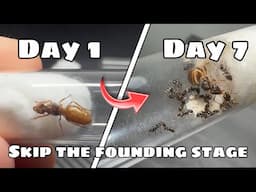 My New Ant Queen Got Workers In Just 7 Days!!! How To Skip The Founding Stage