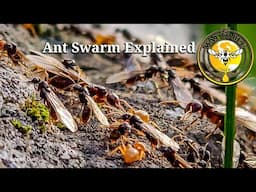 Ant Swarm Explained how similar are they to Honey Bees?