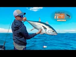 Headlands, Livebaits And Longtail Tuna