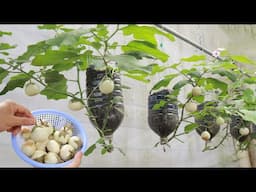 Instructions for growing white eggplant garden hanging upside down in plastic jars