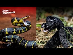 Deadliest Snake Encounters Caught on Camera