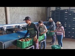 O cultivo de frutas em Trindade do Sul gera renda, garantindo a sucessão familiar - Rio Grande Rural