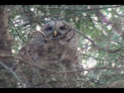 Barred Owl: Strix varia