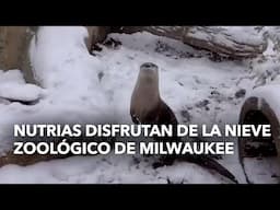 Nutrias disfrutan de la nieve zoológico de Milwaukee