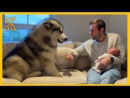 🦮 FULL When your dog is more like a sibling than a pet 😄 Funny Dog and Human 2024