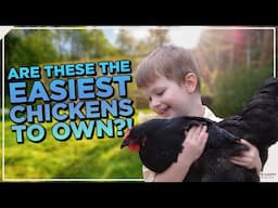 Top 8 Best Docile Chicken Breeds for Beginners & Experienced Owners!