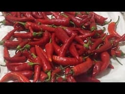 طريقة تحضير السودانية (الفلفل الحار) 🌶🌶 في المنزل بأبسط الطرق