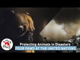 Protecting Animals in Disasters