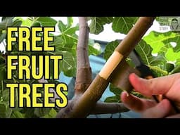 Fast and Simple Air Layering: Learn How to Clone Fruit Trees through propagation