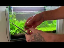 How to do Planted Aquarium Maintenance