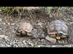 Chaco Tortoise 🐢.  Tortoise Care & Maintenance .