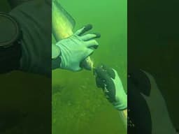 I Saved Catfish Underwater! (Scuba Diving)