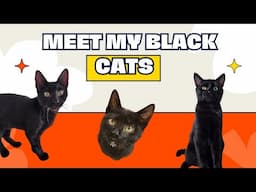 Meet the Black Kitten Mafia!