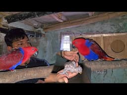 My Eclectus parrot pair have new born babies.😍