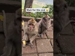 This funny monkey kept stealing food 😂 #youtubeshorts #shorts #monkey