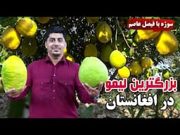 Sozha: The biggest lemon in Afghanistan🍋🍋 /🍋🍋 سوژه: بزرگترین لیمو در افغانستان