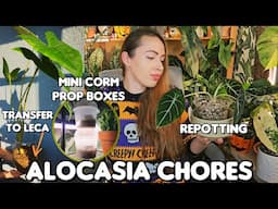 Alocasia care day🍀 Corm digging and DIY prop box, transfer from soil to leca and more