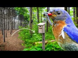 The Life of Nesting Birds on The Wildlife Homestead