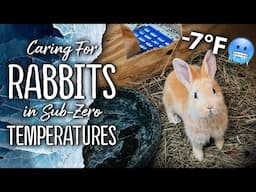 Outdoor Rabbit Hutches & Freezing Temperatures - Homestead Meat Rabbits ❄️🐇