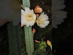 Round 2, last night 10pm - Cereus peruvianus cactus flowers - Houston, TX