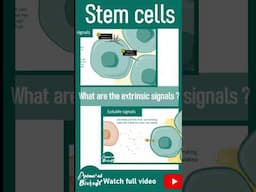 Stem cell fate choice | Extrinsic and intrinsic signals driving stem cell fate choice