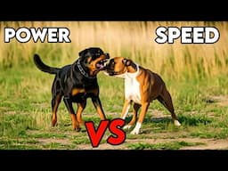 Rottweiler Vs Boxer Dog - Ultimate Dog comparison 2024