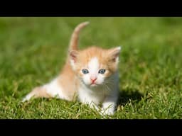 Kitten cute meowing - Kitten calling for mom - Cat play with dogs, ducks, chickens