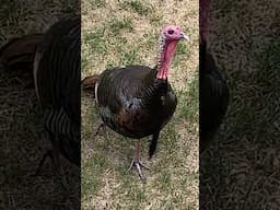 Wild Turkey Hates Cars | The Dodo