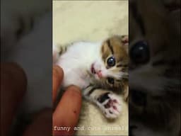 Best Funniest Animals Video  .