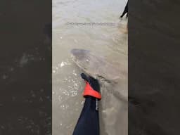 Another failed shark rescue