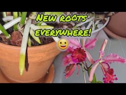 CATTLEYA ROOTS EVERYWHERE EMERGENCY ORCHID REPOTS AND CATTLEYA DOWIANA ROSITA UPDATE