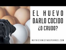 El huevo para tu perro, darlo cocido o ¿Crudo?