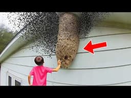 Boy Touches a Mosquito Nest - When Researchers See What Flies Out, They Say, "This Is Impossible"