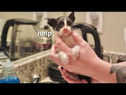 rescuing a sick and injured kitten