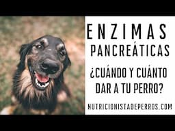 Enzimas pancreáticas para tu perro, cuándo y cuánto dar.