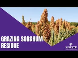 Grazing Sorghum Residue