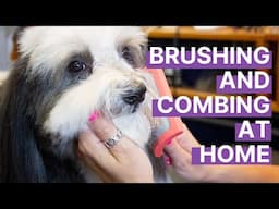 Brushing and Combing Your Small Dog at Home