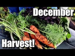 December Vegetable Garden Harvest (and 2 recipes!)