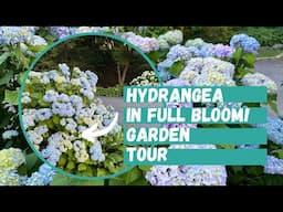 Hydrangea Garden Tour | Hydrangeas in Full Bloom! | Summer Hydrangeas