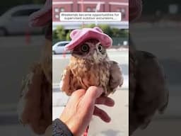 Kind Family Adopts Baby Owl ❤️ #shorts #animals #pets