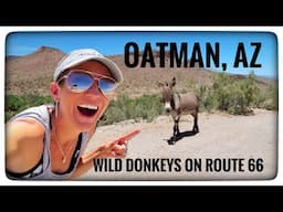 Oatman, AZ on Route 66 | Feeding wild burros