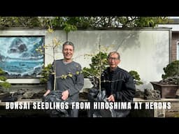 Bonsai seedlings from Hiroshima