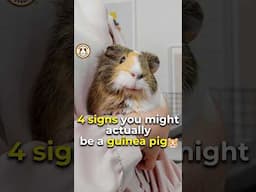 ✨Online Guinea Pig Test! How many signs are like you? ✨ #funny #shorts #pets #guineadad #guineapig