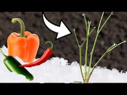 Over-Winter Your Pepper Plants... In Any Climate!