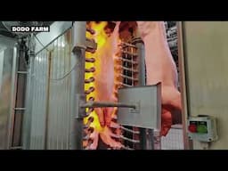 Pig Farming - Factory Insights - Pork Production Process