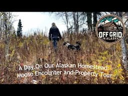 A Day On Our Alaskan Homestead: Moose Encounter and Property Tour